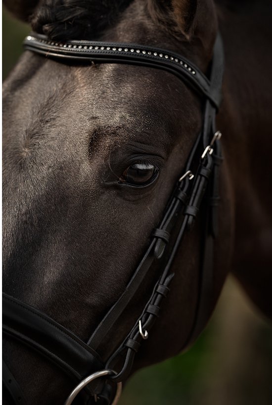 Close-up van een donkerbruin paard met een zwart, met strass versierd hoofdstel.