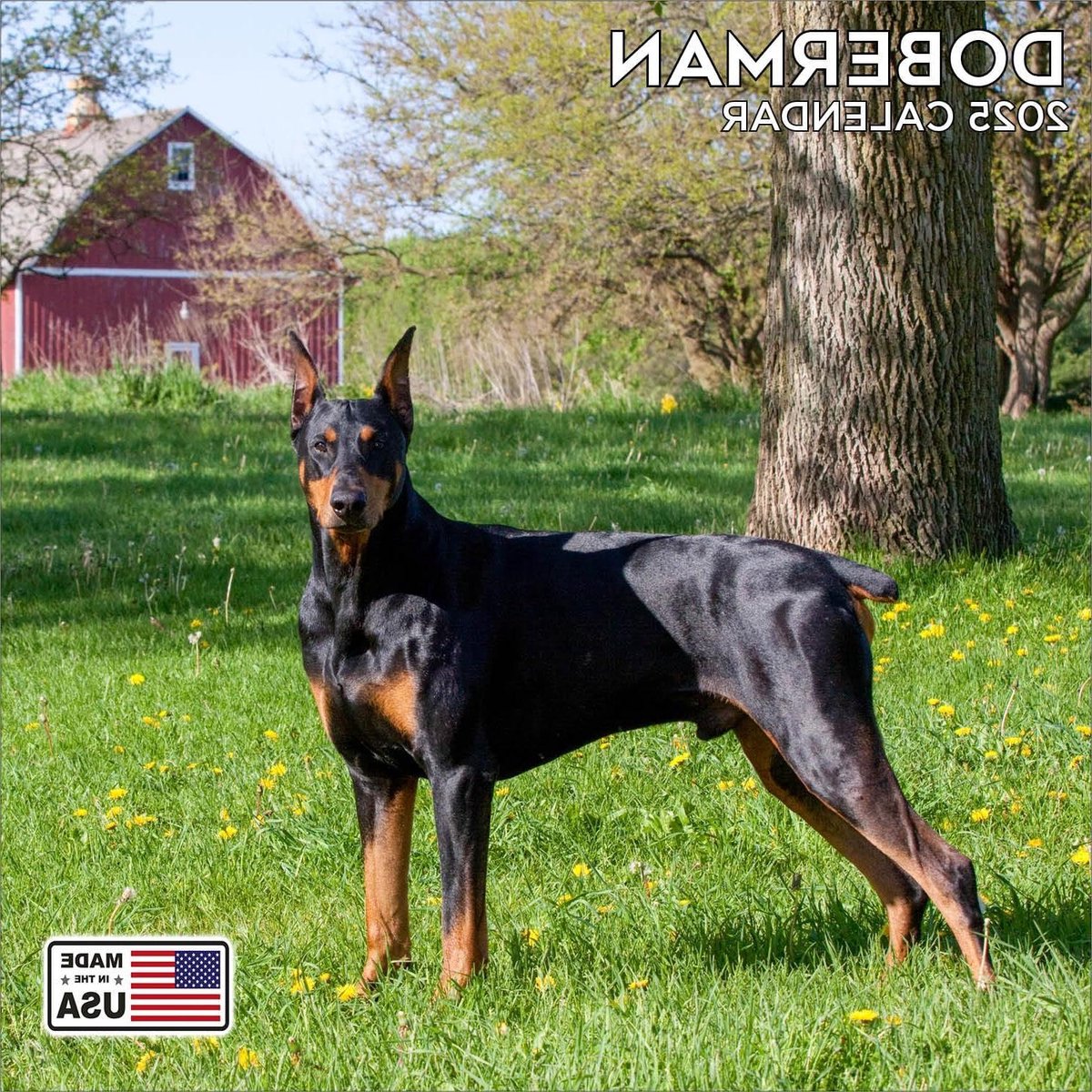 Doberman Kalender - Honden Kalender - Dagelijkse Planning - High-Definition Foto's - 30x30 cm - Multicolor
