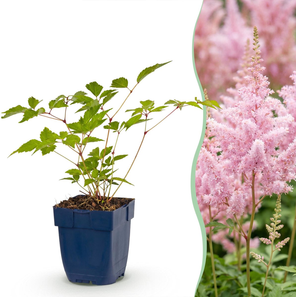 Green boutiQ - Vasteplant - Astilbe (J) Europa - Pluimspirea - Schaduw - Roze - 24 Planten - Pot 11cm - Hoogte 15-25cm