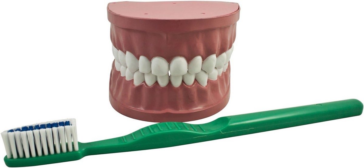Tandverzorgingsmodel - Poetsmodel - Tandenpoetsen Leren - Beweegbare Kaak - 22 x 18 x 12 cm - Multicolor