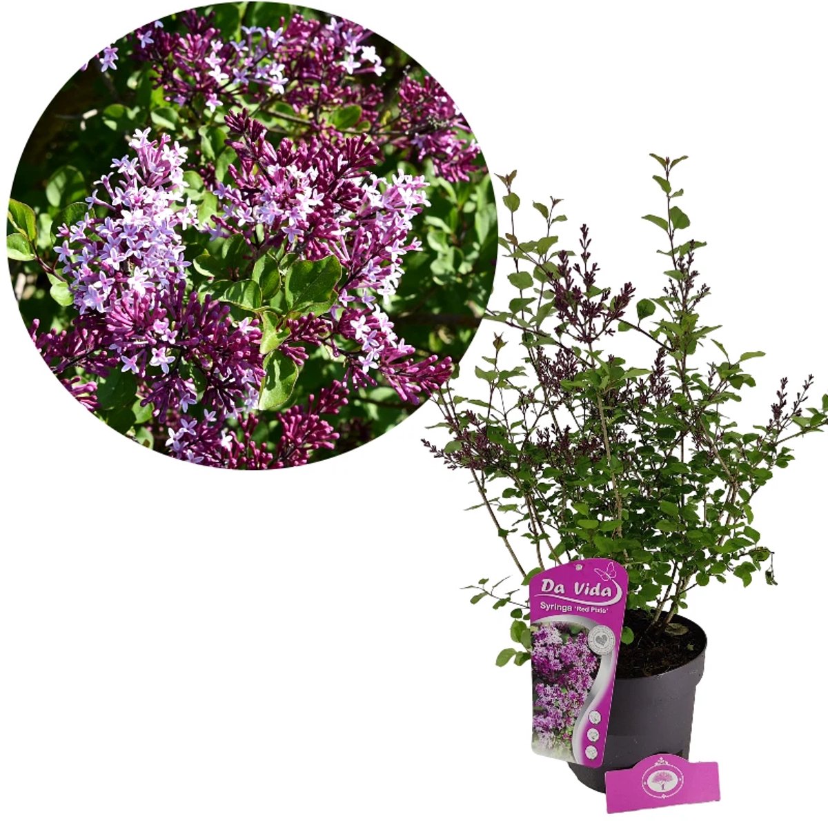 Syringa 'Red Pixie', Dwergsering, 3 liter pot