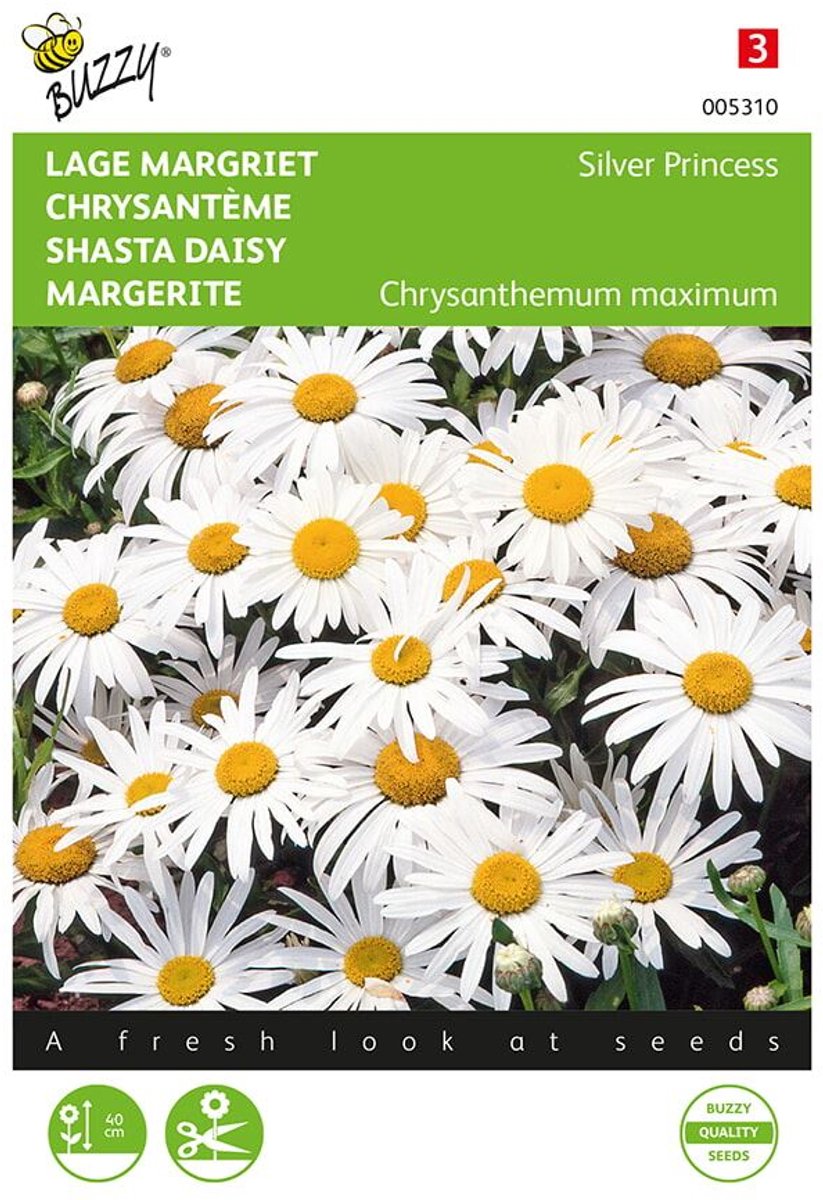 Lage Margriet Silver Princess (Chrysanthemum maximum)