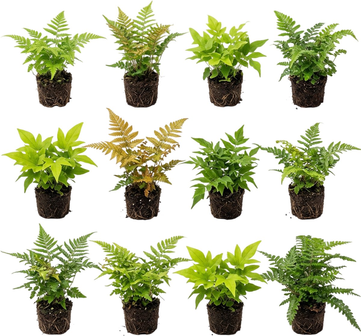 vdvelde.com - Buitenvaren Gemengd 12 Stuks P12 - Schaduwplant winterhard - Tuinvaren Mix Vijverrand - Vaste Plant Bodembedekker Rotsrand Tuin