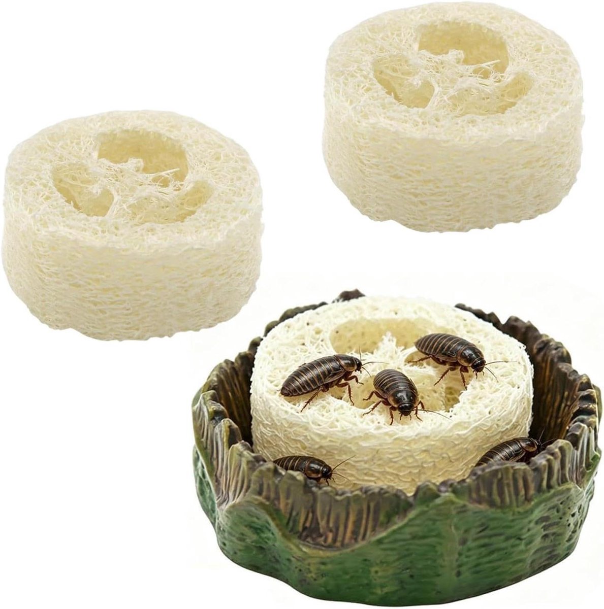 Terrarium Voederbak - Reptielen Drinkschaal - Voedsel en Water Geven - Natuurlijke Luffa Vochtbron - 7x7x2 cm - Houtnerf