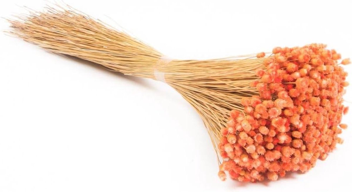 Gedroogd Boeket - Immortelle Boeket - Decoratie Huis - Natuurlijke Kleur - 55 cm - Oranje