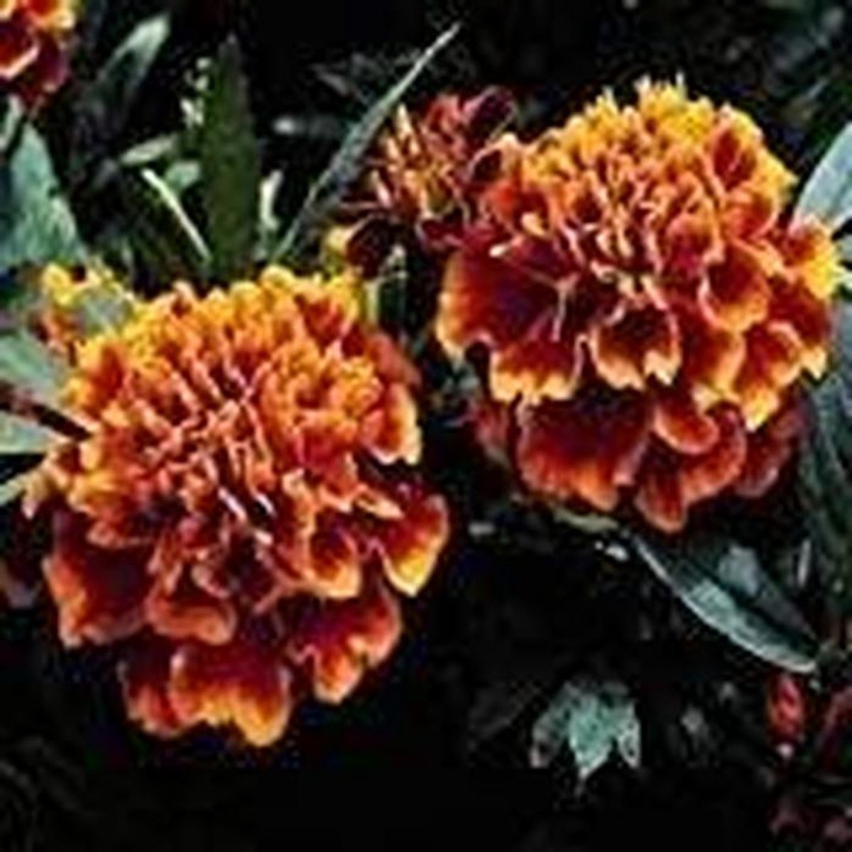 Goudsbloem Zaden - Bloemzaad Mix - Tuinieren Gemakkelijk - Makkelijk te Kweken - 200+ Zaden - Oranje