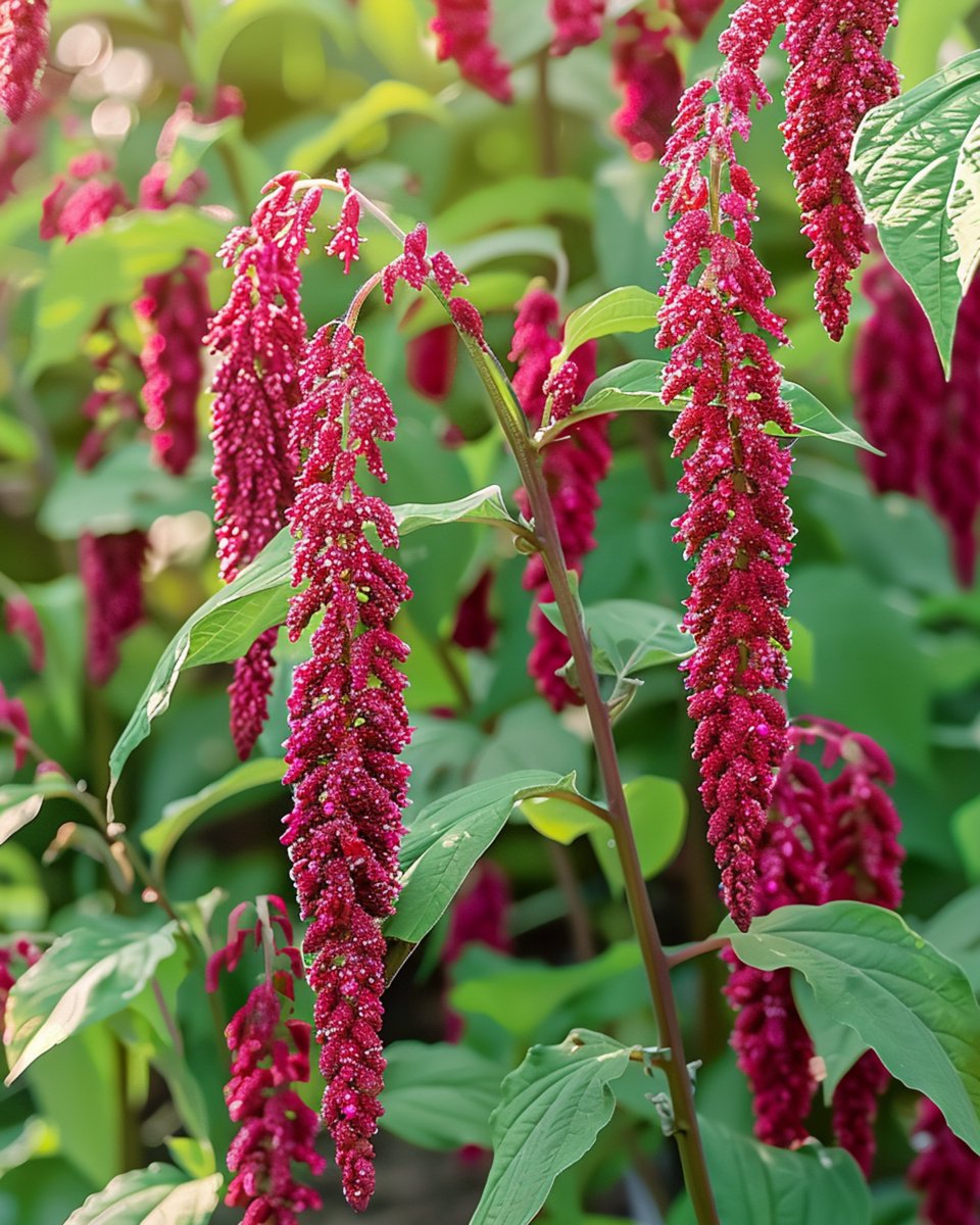 5 sets - Rode Kattenstaart Zaden Amaranthus Caudatus Eenjarig