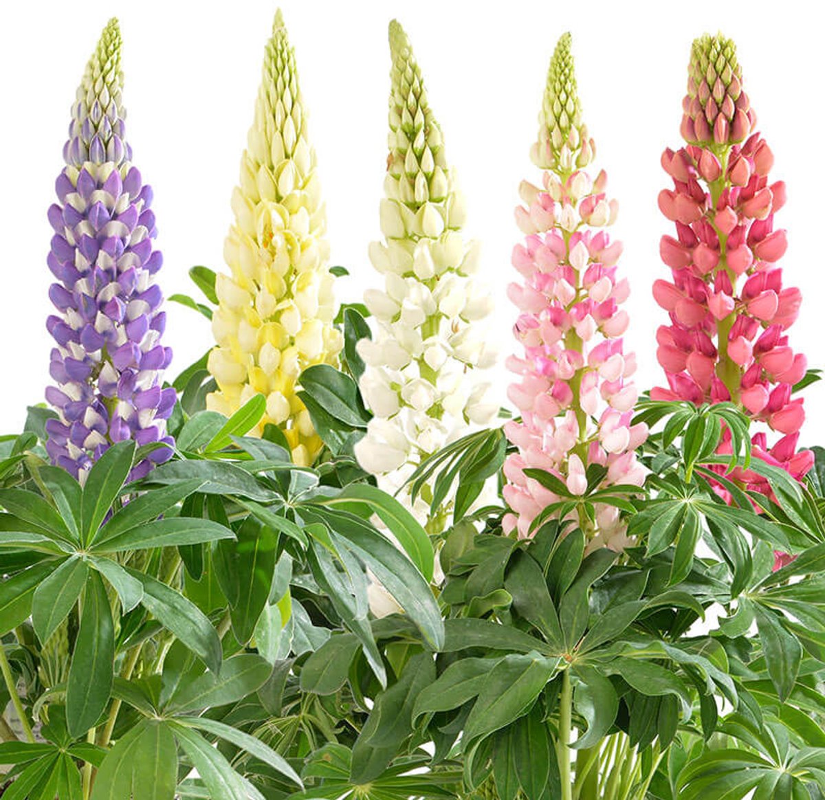 JUNAVERA Lupinus (lupine) mix | verschillende kleuren | ca. 15–25 cm hoog bij levering | 11 cm pot | verkoop per stuk