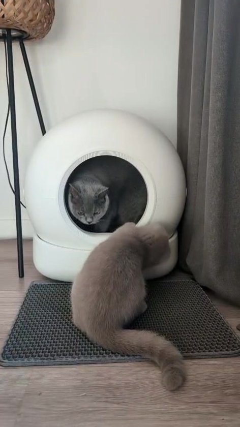 Automatische Kattenbak XXL – 72L – Zelfreinigende Kattenbak met Camera – Veiligheidssensoren – Geschikt voor Meerdere Katten – App-bediening – Uitloopmat en Geurverdrijver – 7L Afvalbak – Zelfschoonmakende Kattenbak – Prime AnimalZ – 2026 – Wit