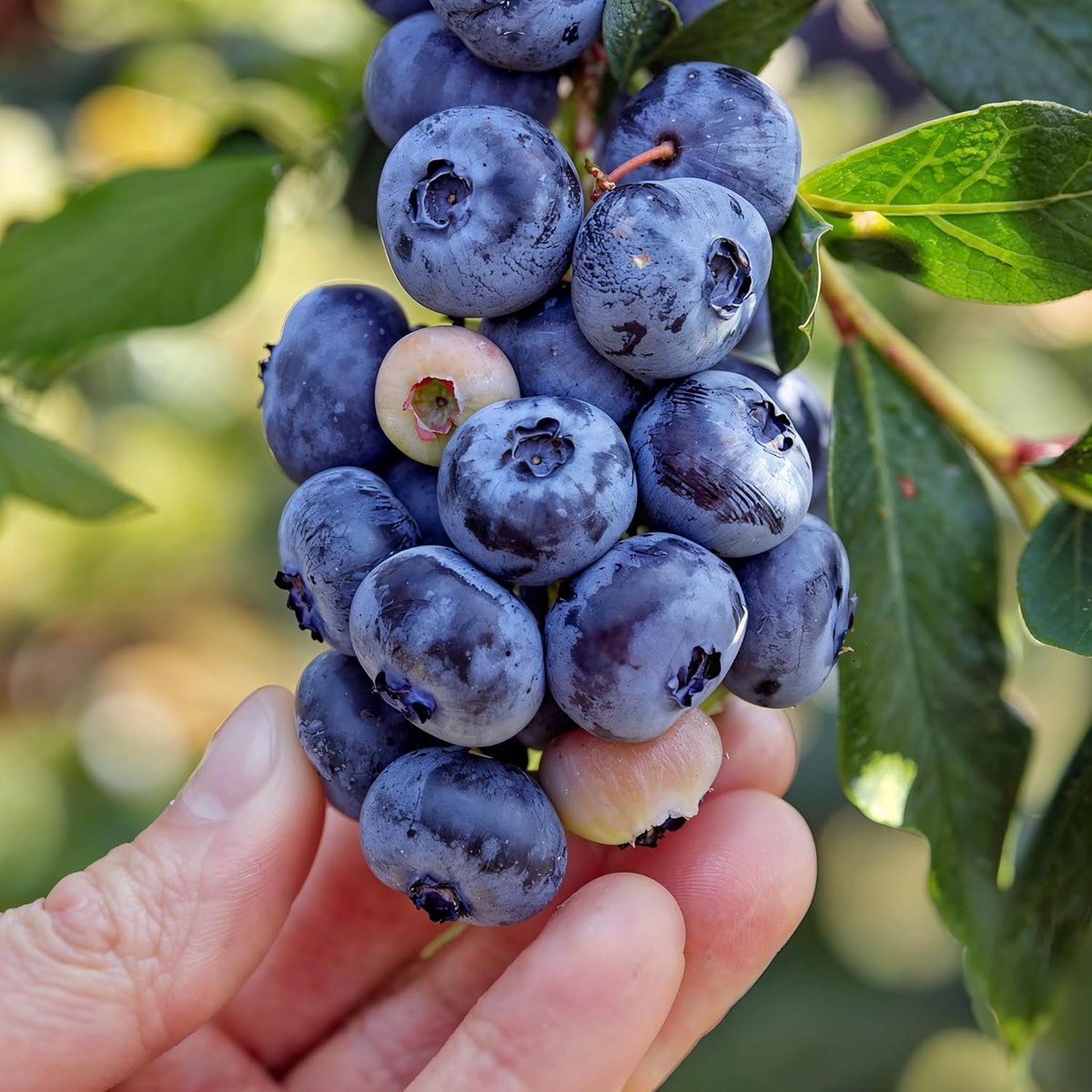 Blauwe Bessen Plant - Highbush Blue Crop - 2 stuks - Tuinplant - Voor je moestuin - Bessenplant