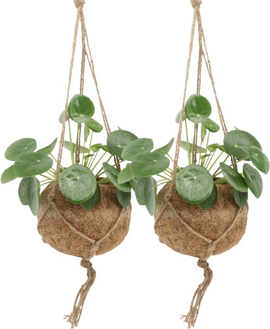 2 Pannekoekenplanten hangend - 20 cm hoge kamerplanten - Kokodama Pilea Peperomiodes ø15cm