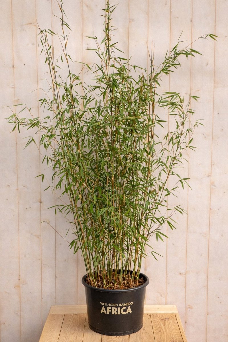 Warentuin natuurlijk - Bamboe Fargesia Violet 150 cm