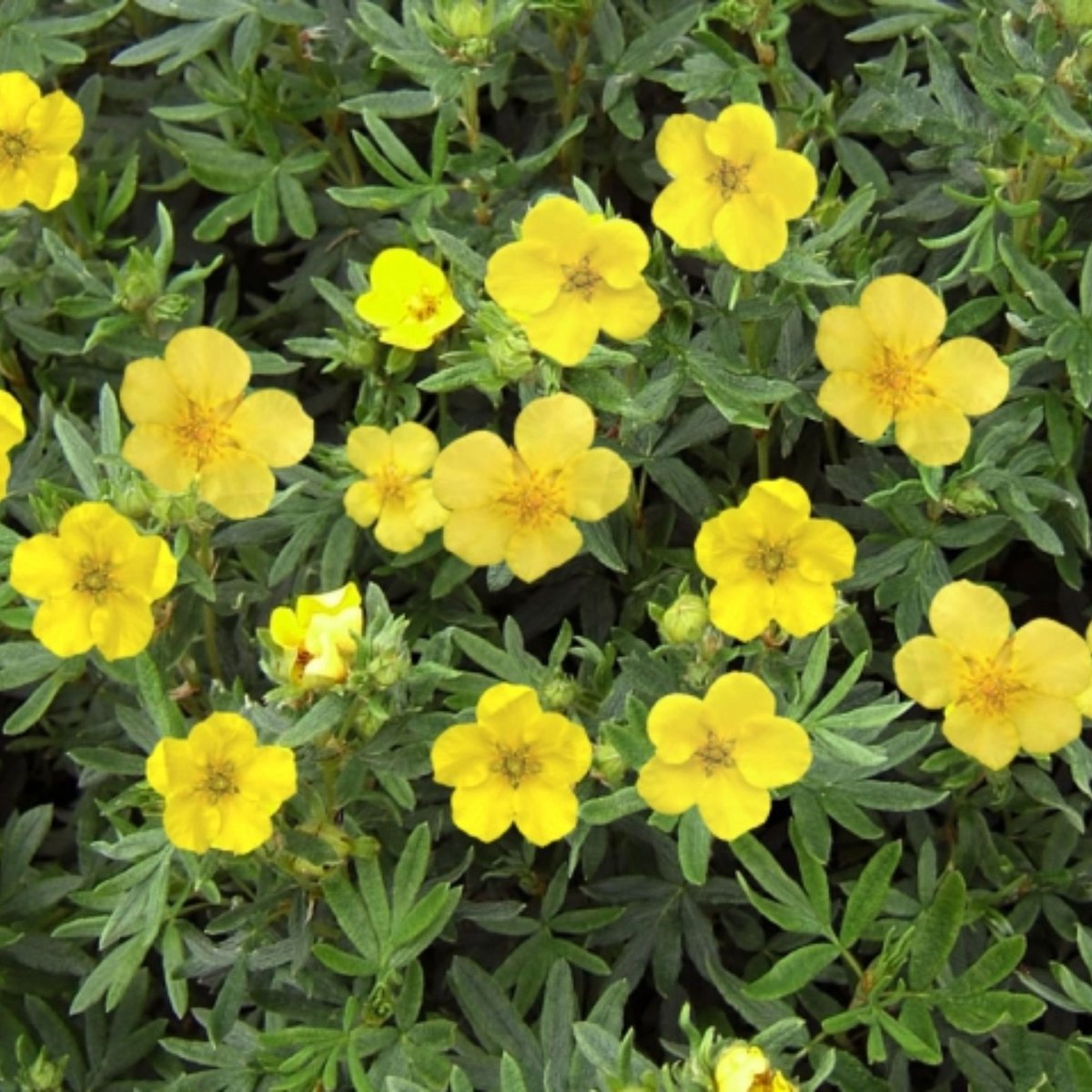 Ganzerik (Potentilla) - Fruticosa Kobold - Vaste planten - Bijen-Vlinders - Haagplanten - Zomerbollen - Voorjaarsbollen