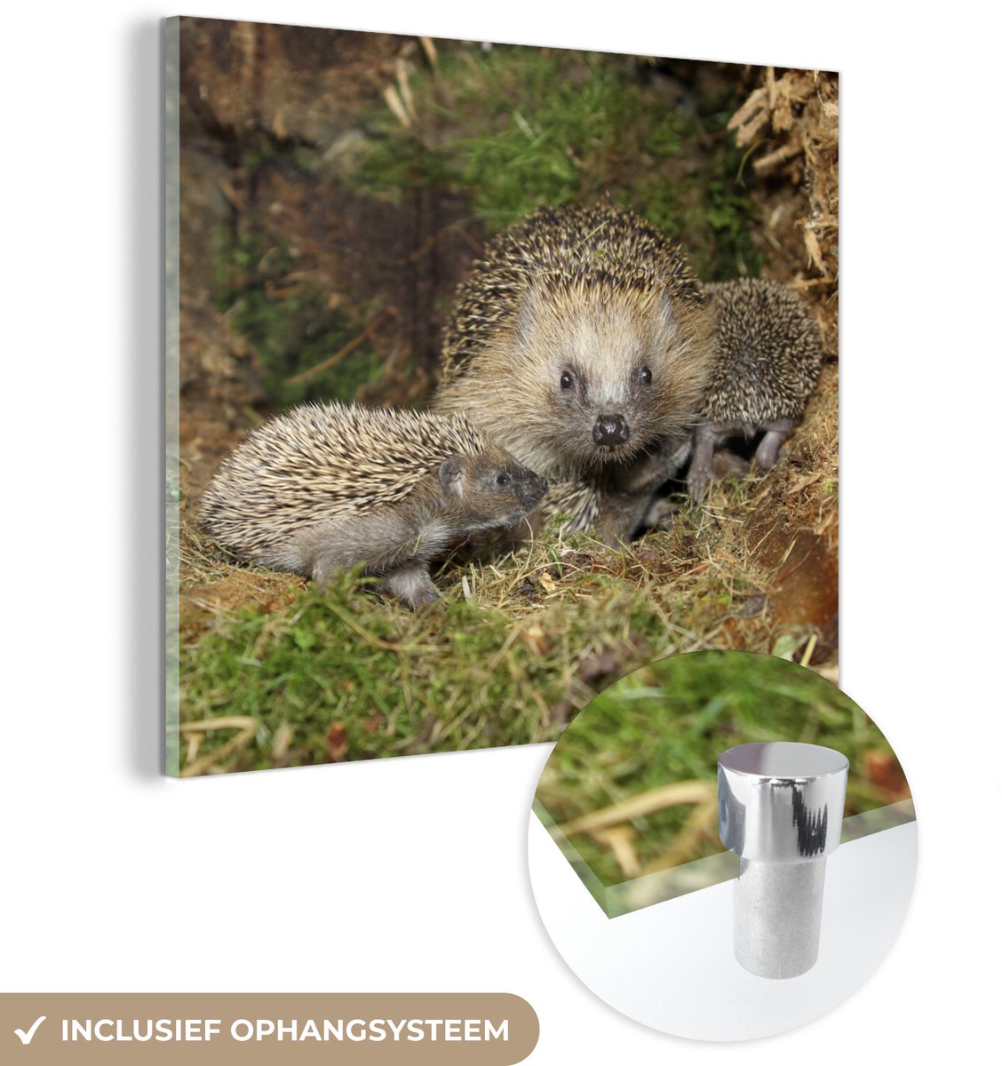 ® Glasschilderij 90x90 cm - Schilderij acrylglas - Egel - Baby - Nest - Foto op glas - Muurdecoratie woonkamer - Wanddecoratie slaapkamer - Schilderijen