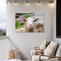 Un mouton tire la langue, avec une toison douce et des oreilles bordées de rose, accroché à un mur extérieur blanc.