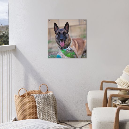 Tuinposter 50x50 cm - Tuindecoratie Mechelse herder die de bal met haar poot beet houdt - Poster voor in de tuin - Buiten decoratie - Schutting tuinschilderij - Tuindoek muurdecoratie - Wanddecoratie balkondoek