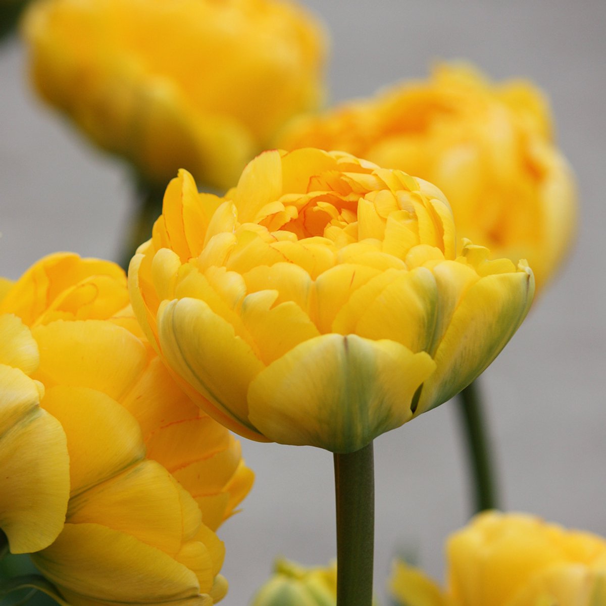 Tulp Yellow Pompenette | 10 stuks | Dubbel laat | Geel