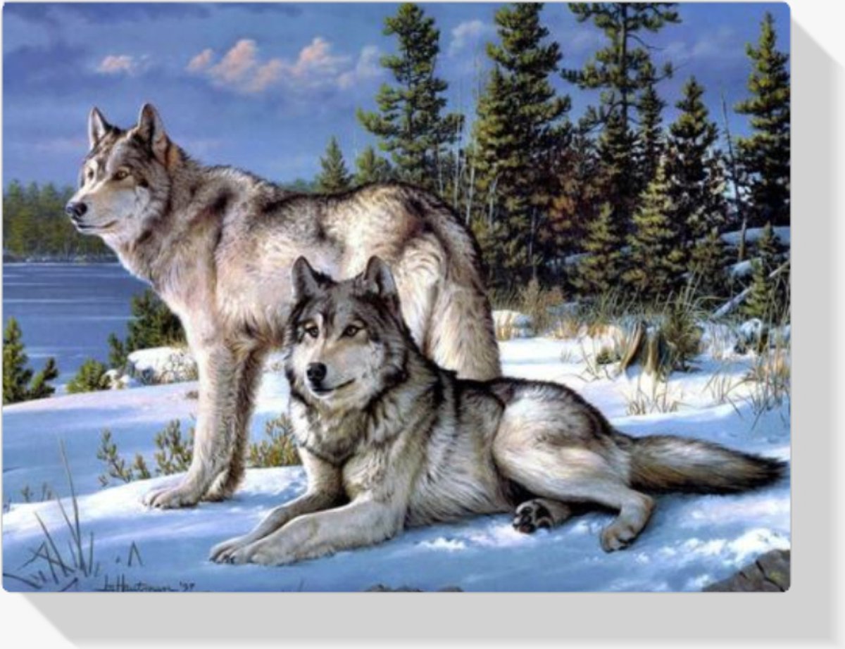 Sellaio® - Schilderen op Nummer Volwassenen - Hobby en creatief volwassenen - 40x50 cm - Wolven - Paint by Number - Hobby Pakket - Met 3 kwasten - Zonder lijst - Met ophanghaakjes