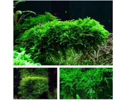 3 Mosplanten Set voor Aquarium: Beginner Vriendelijk en Weinig Onderhoud