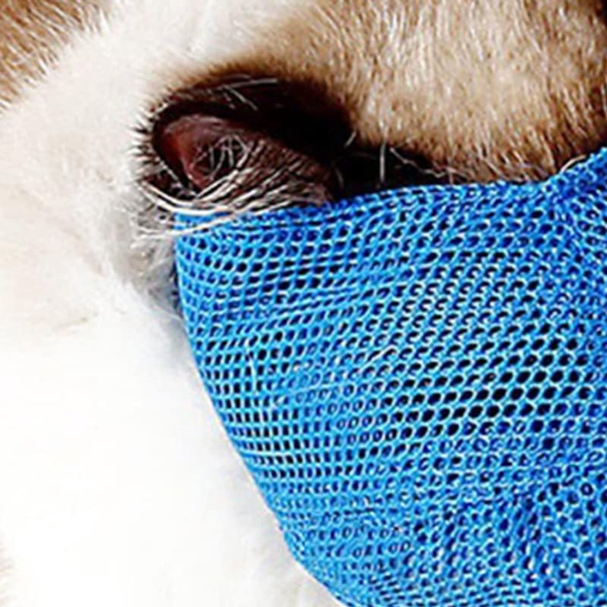 Kattenmuilkorf - Verzorgingsmasker - Veilige Verzorging - Ademend Gaas - Maat S - Blauw