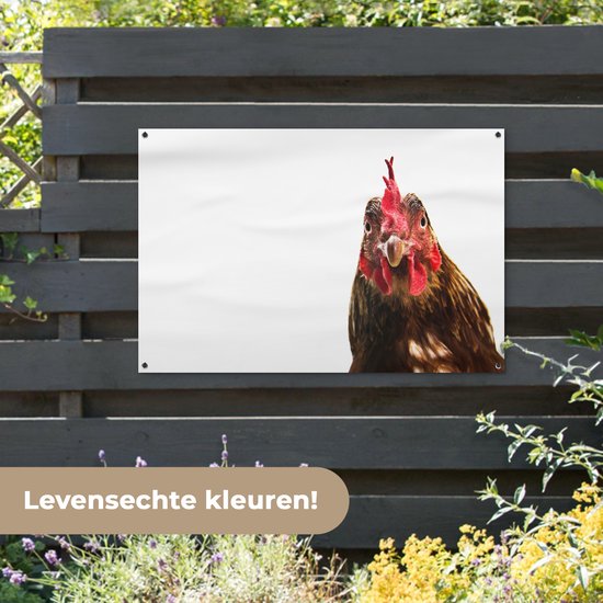 Affiche de jardin gros plan coq 120x80 cm - Toile de jardin / Toile d'extérieur / Peintures d'extérieur (décoration de jardin)