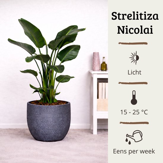 Een Strelitzia Nicolai plant in een grijze decoratieve pot, met info over licht en temperatuur.