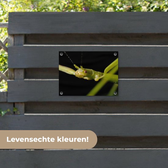 Gros plan d'un phasme affiche de jardin 40x30 cm - petit - Toile de jardin / Toile d'extérieur / Peintures d'extérieur (décoration de jardin)