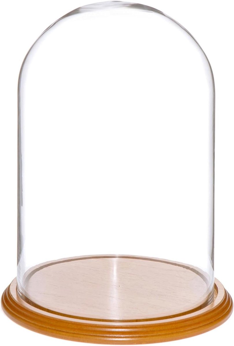 Plymor 8 "x 12" glazen display koepel cloche eiken fineer basis)