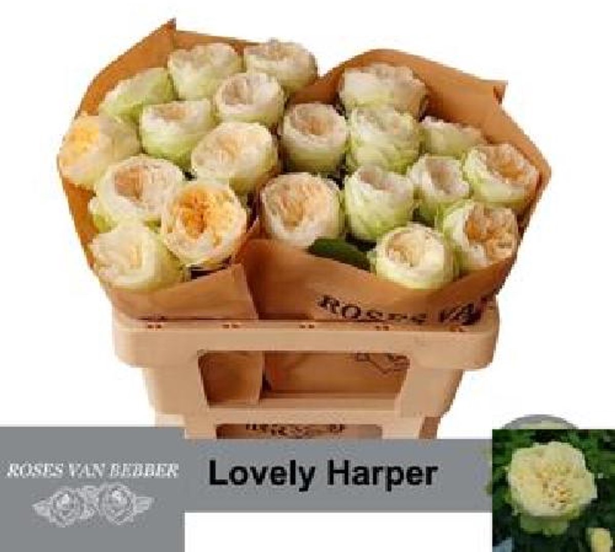 10x Rosa lovely harper! 50cm