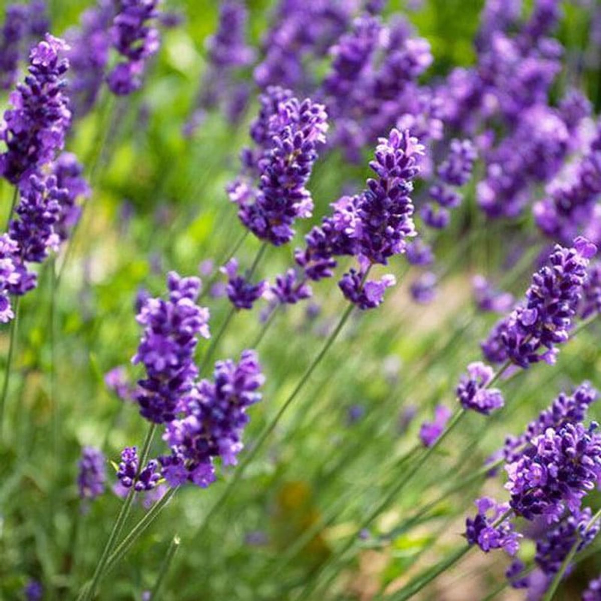Geurolie - Lavendel - 50 ml