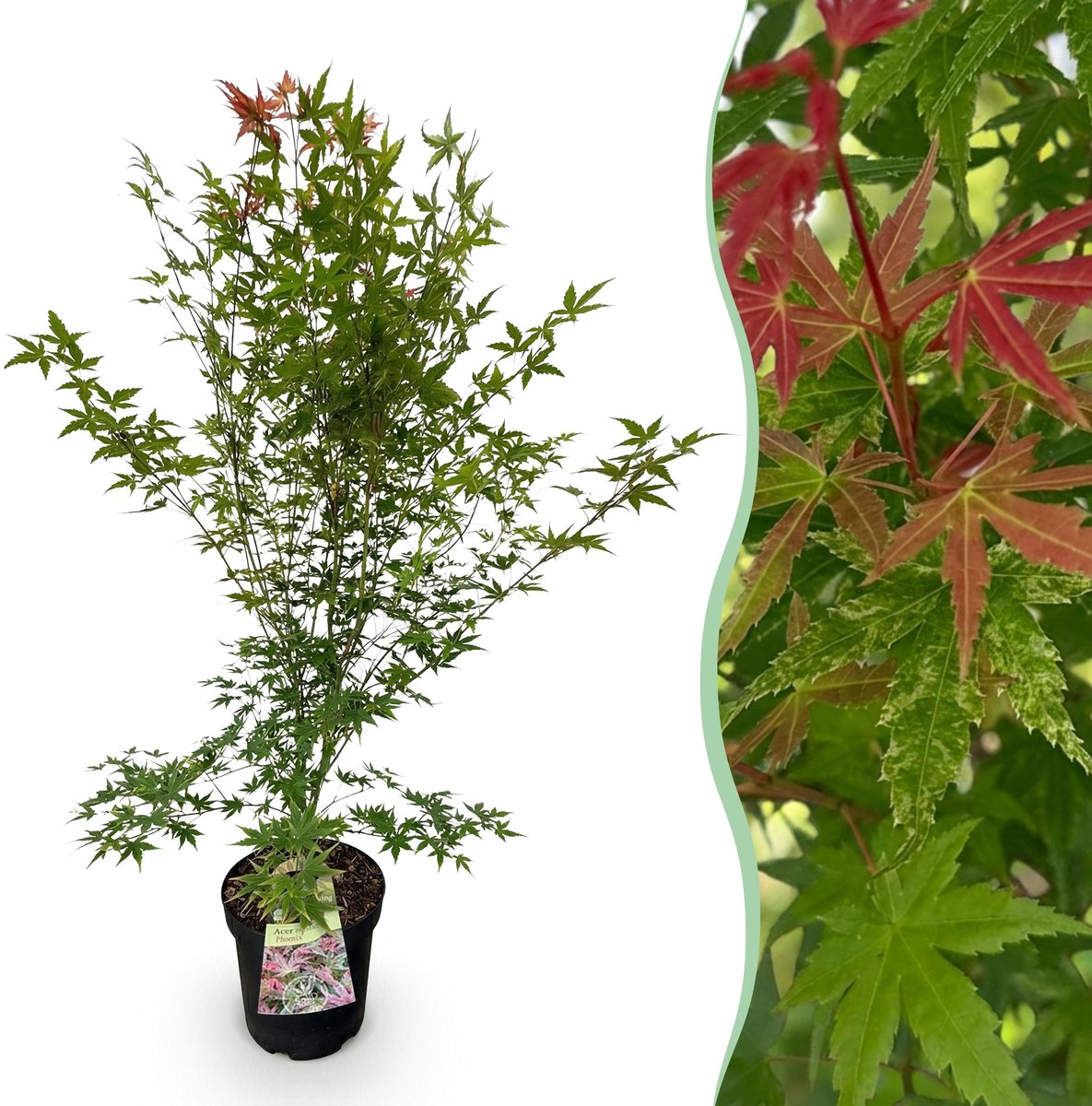 Plantenboetiek.nl | Acer palmatum Phoenix - Japanse Esdoorn - Bladverliezend - Groen - Rood - Ø26cm - 80-90cm hoog - Tuinplant