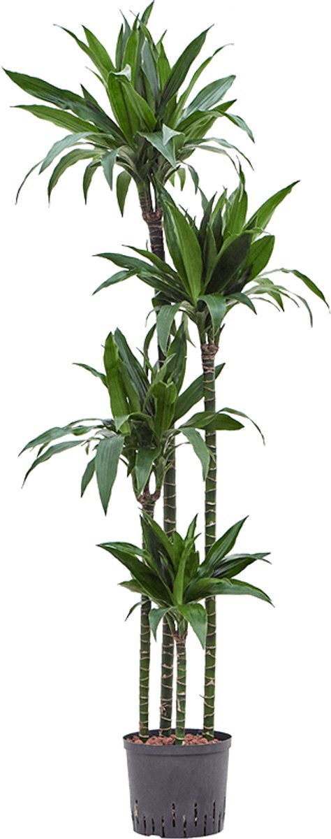 Hydroplant Dracaena Fragrans Janet Craig