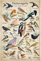 Vintage Poster Tuinvogels - 61 x 91,5 cm - Kleurmedia® Retro Botanische Collectie 2026 - Posters met Nederlandse Benamingen