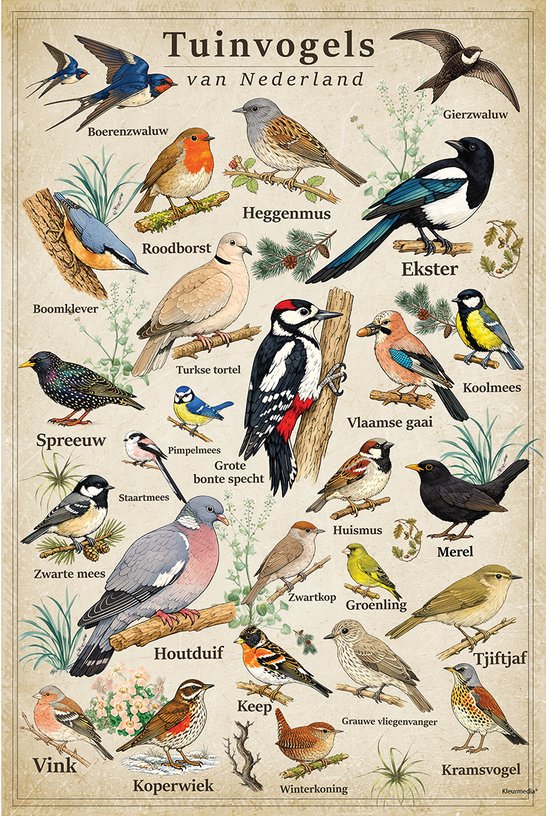 Vintage Poster Tuinvogels - 61 x 91,5 cm - Kleurmedia® Retro Botanische Collectie 2026 - Posters met Nederlandse Benamingen