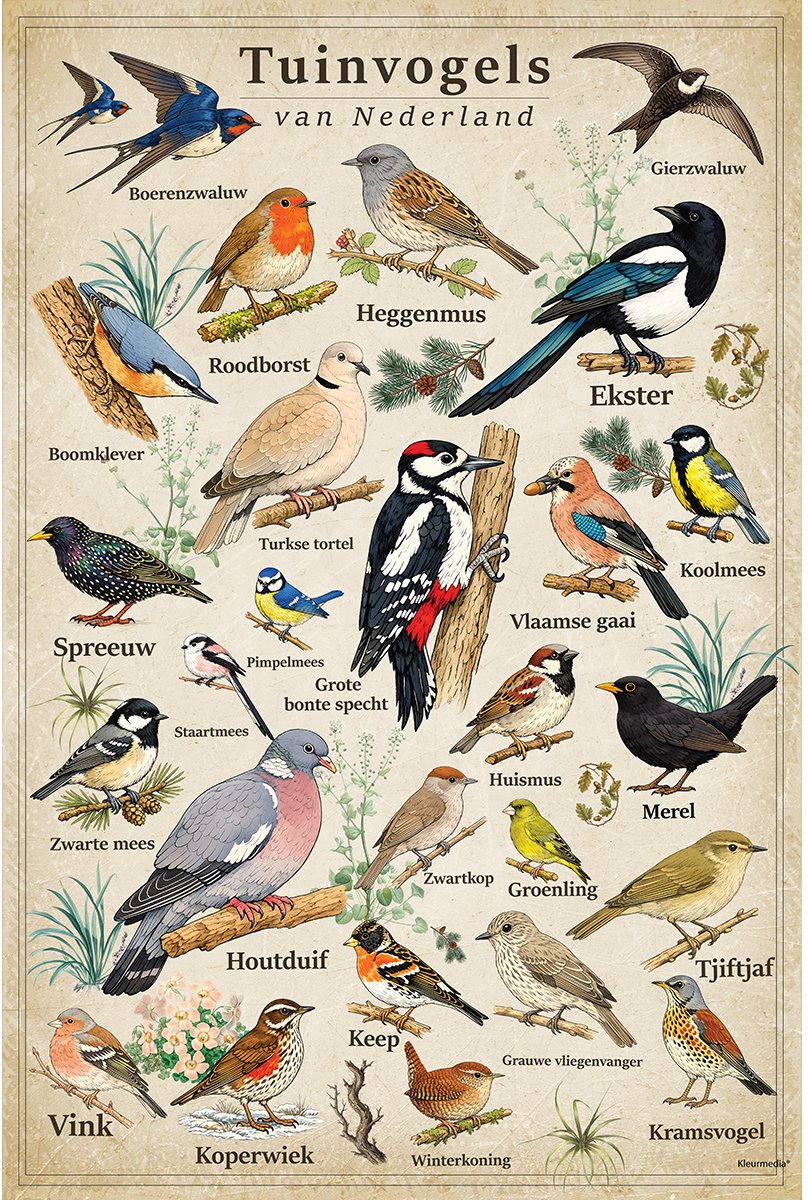 Kleurmedia Vintage Poster Tuinvogels - 61 x 91,5 cm - Kleurmedia® Retro Botanische Collectie 2026 - Posters met Nederlandse Benamingen A1