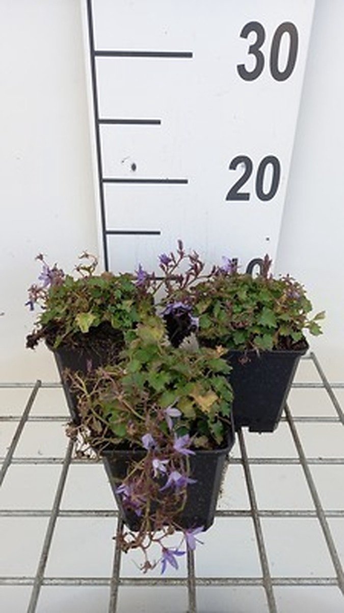 6x Klokje - Campanula posch. 'Stella' | 9x9 cm pot