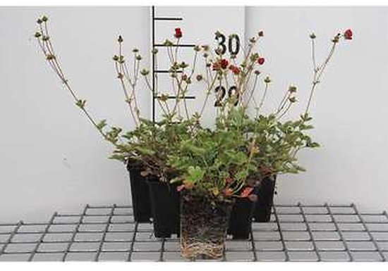 6x Ganzerik - Potentilla atrosanguinea | 9x9 cm pot