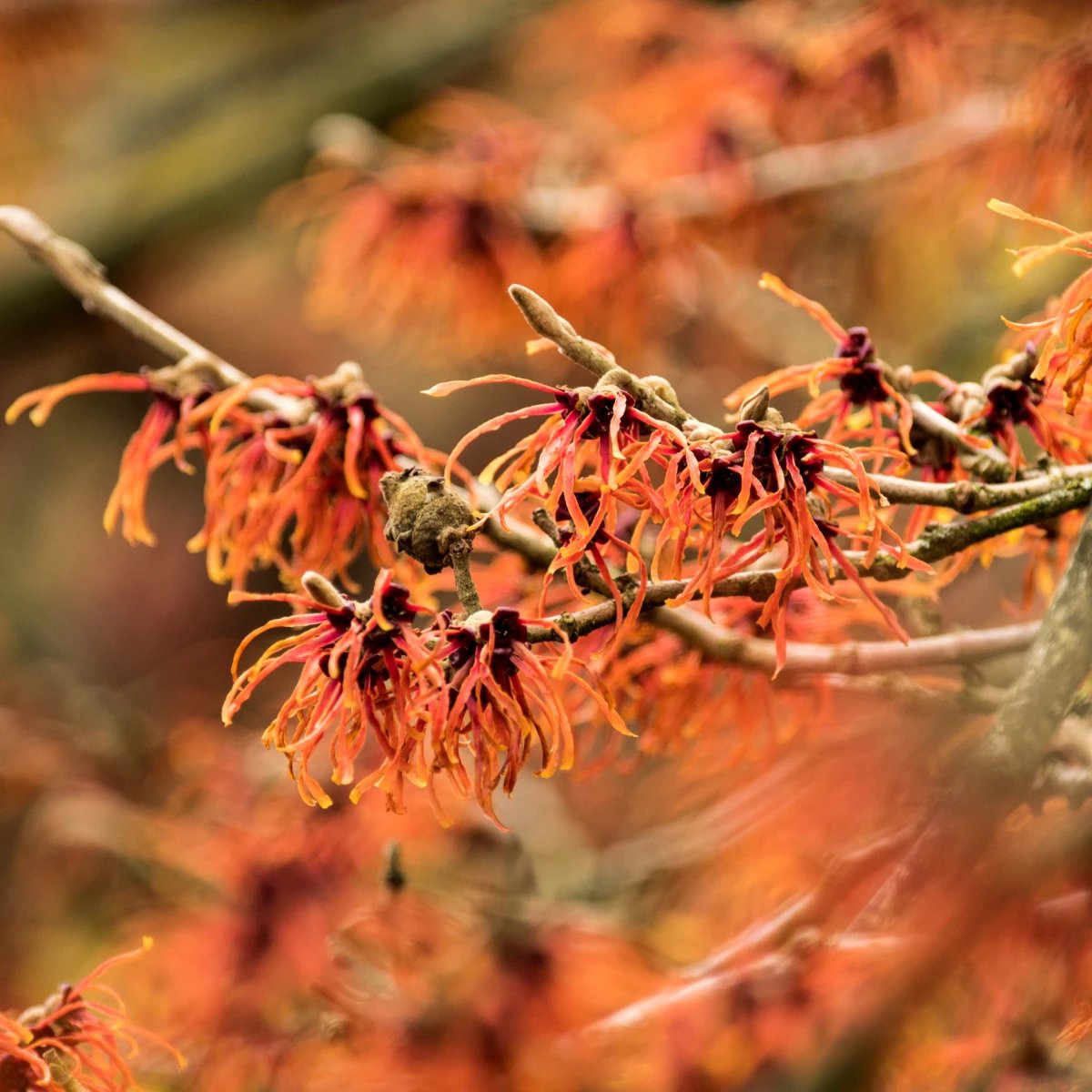 Hamamelis x intermedia 'Aphrodite', Toverhazelaar, 2 liter pot