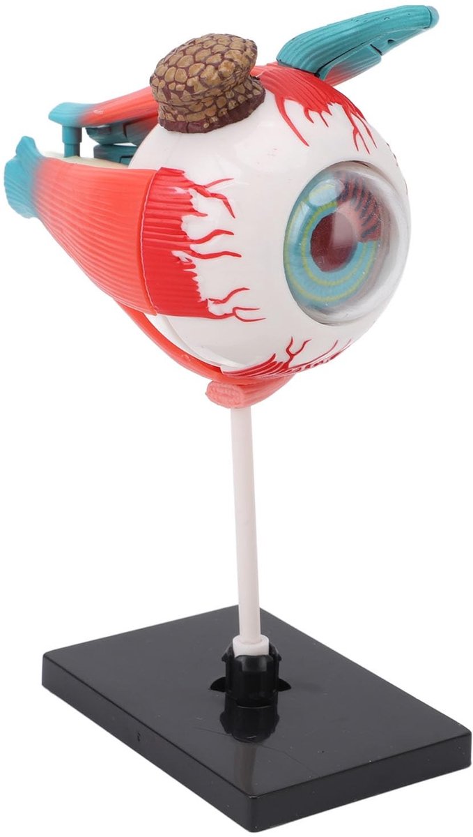 Dailygoods- Oogmodel Voortreffelijk Gedetailleerd - Educatief Hulpmiddel - Anatomie Oogbol - Lichtgewicht Duurzaam Ontwerp - Afneembaar Model - Stevige Basis - Anatomisch Oogmodel
