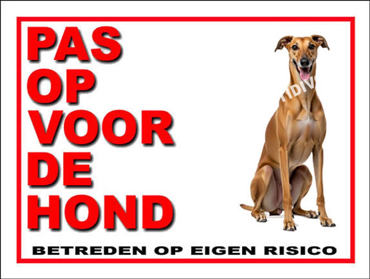 Galgo Español 13