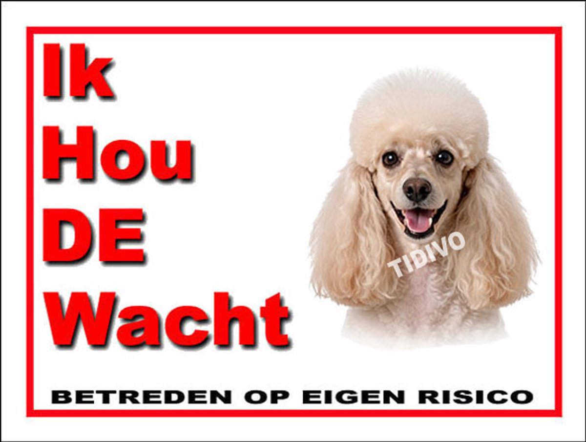 Dwergpoedel 7