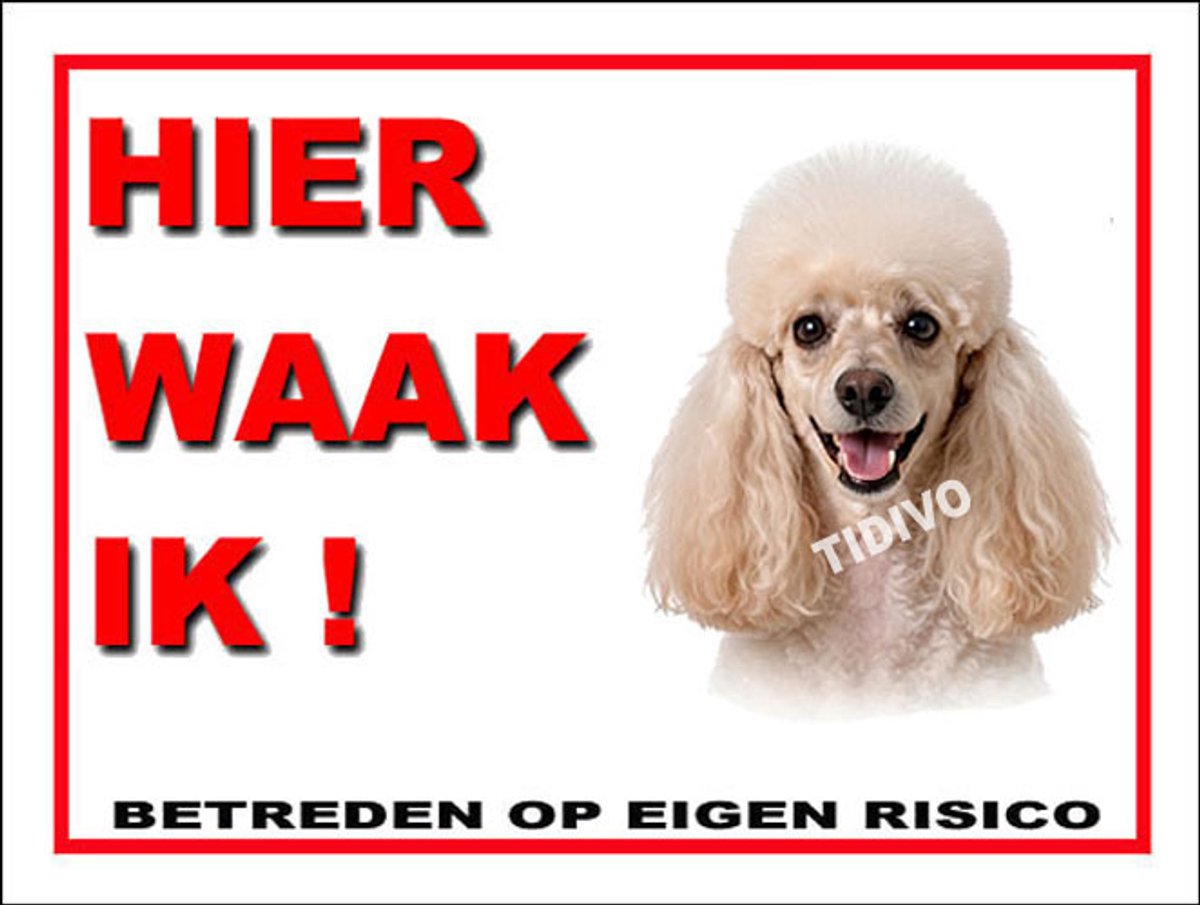 Dwergpoedel 3