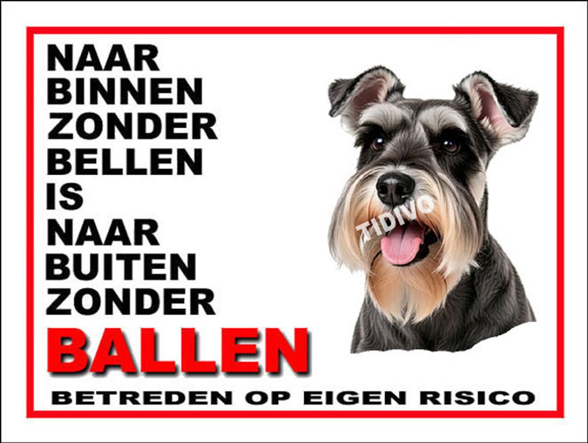 Dwergschnauzer 11