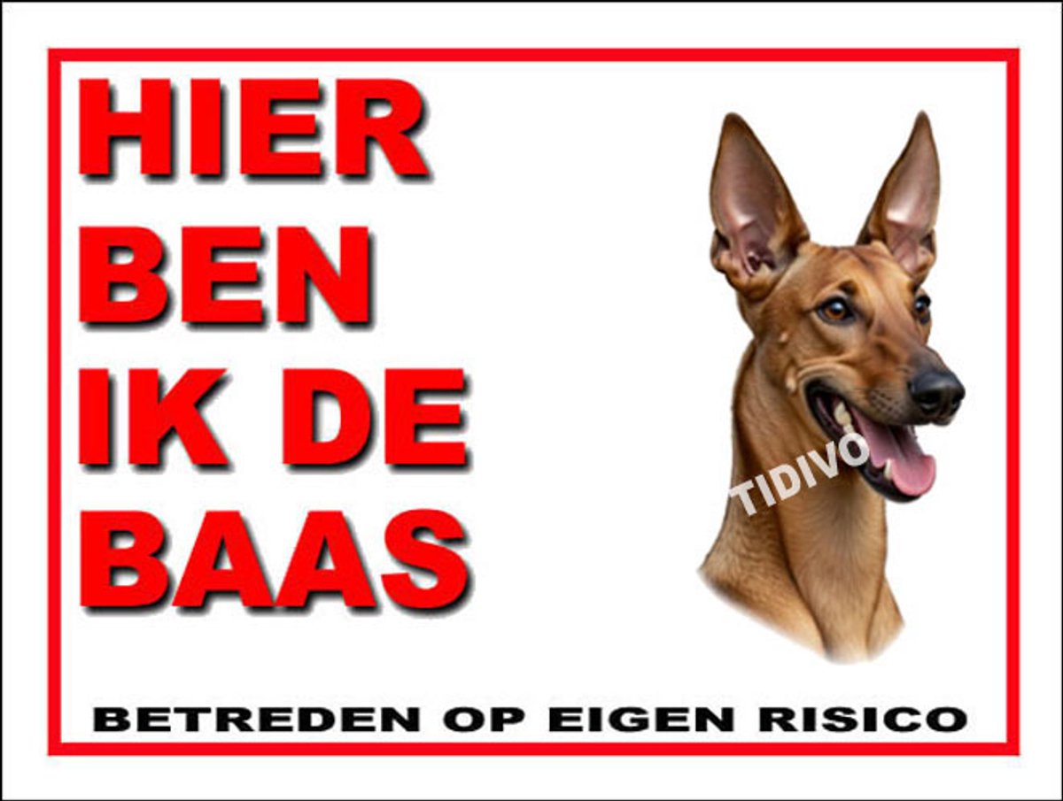 Podenco Canario 2