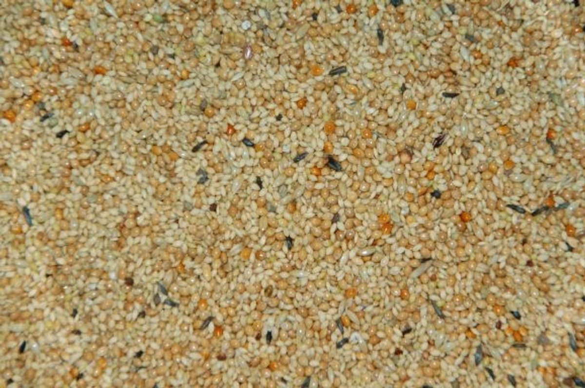 Wielink Tropenzaad 20 kg