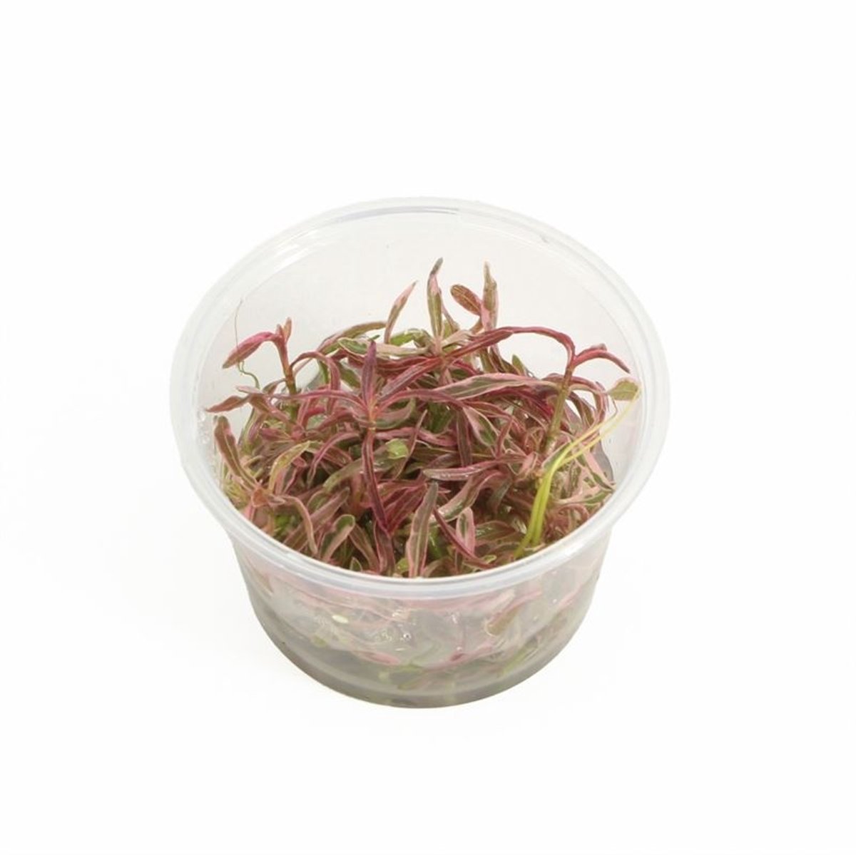 Easy Grow Hygrophila Lancea Chai | Invitro cup
