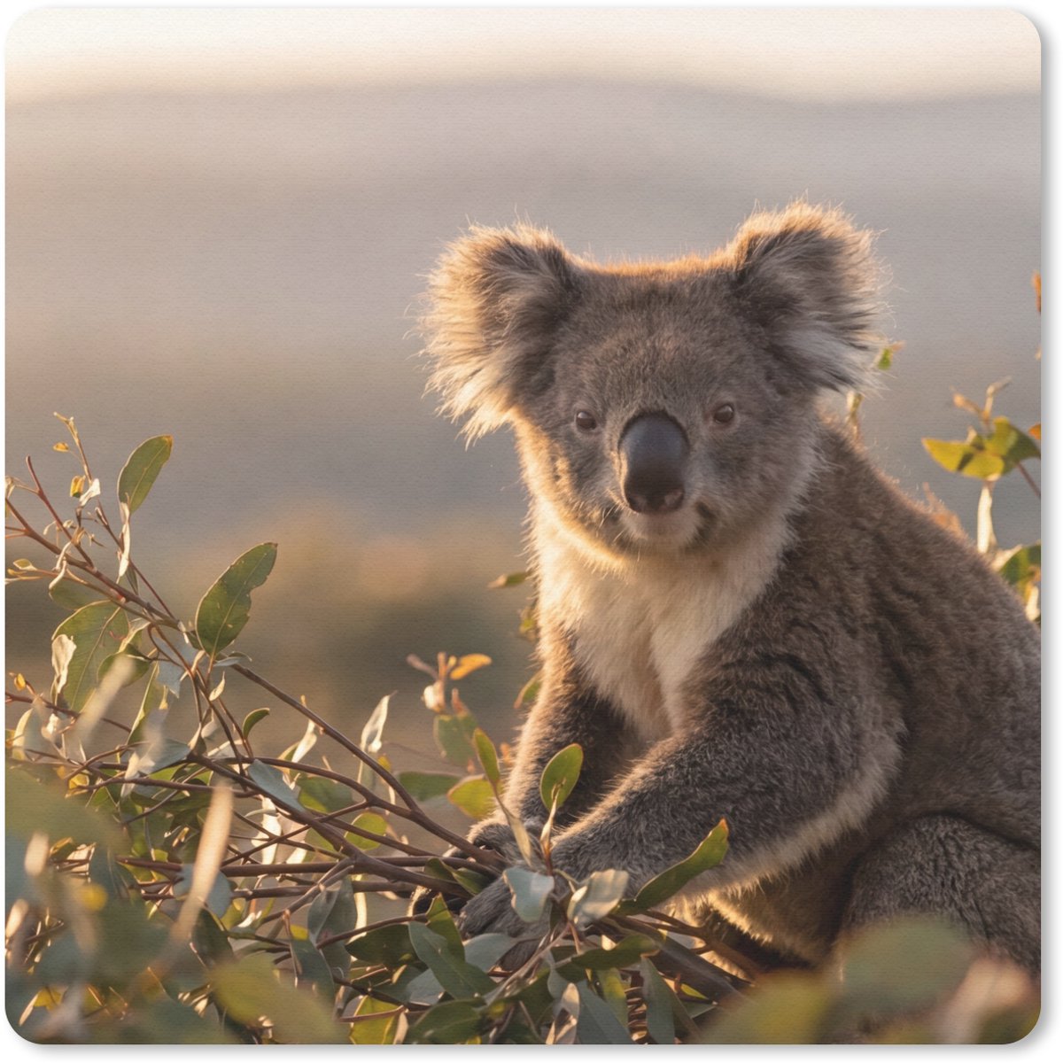 Muismat 20x20 cm - Mousepad Koala - Bladeren - Ochtendlicht - Muismatten