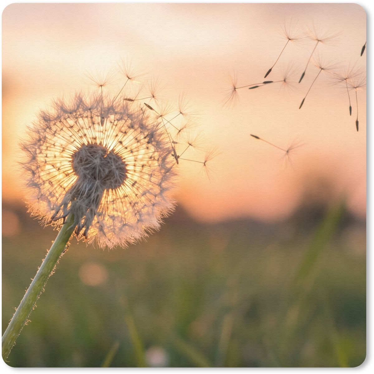 Muismat 20x20 cm - Mousepad Paardenbloem - Zonsondergang - Veld - Muismatten