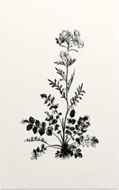 Pinksterbloem zwart-wit (Ladys Smock) - Foto op Forex - 40 x 60 cm