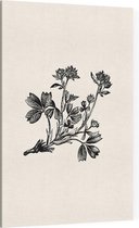 Sibbaldia Procumbens zwart-wit (Procumbent Sibbaldia) - Foto op Canvas - 40 x 60 cm